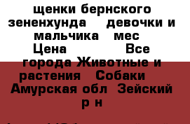 щенки бернского зененхунда. 2 девочки и 2 мальчика(2 мес.) › Цена ­ 22 000 - Все города Животные и растения » Собаки   . Амурская обл.,Зейский р-н